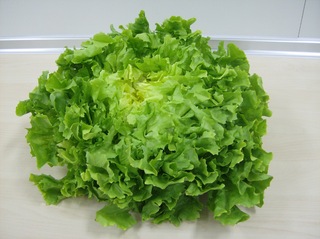 Endivien Salat